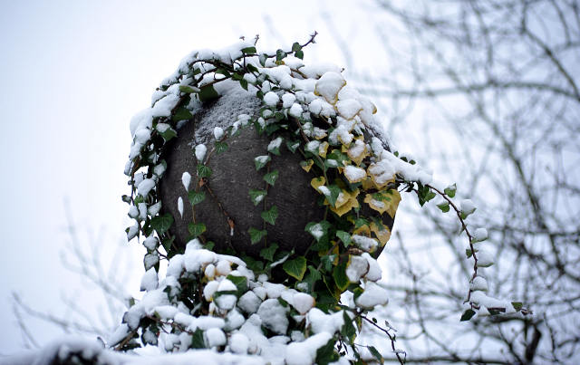 Schloss Hmelschenburg am 3. Januar 2016 -
Trakehner Gestt Hmelschenburg
