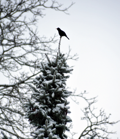 Hmelschenburg am 3. Januar 2016  -
Trakehner Gestt Hmelschenburg