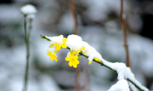 Schloss Hmelschenburg am 3. Januar 2016 am 3. Januar 2016 -
Trakehner Gestt Hmelschenburg