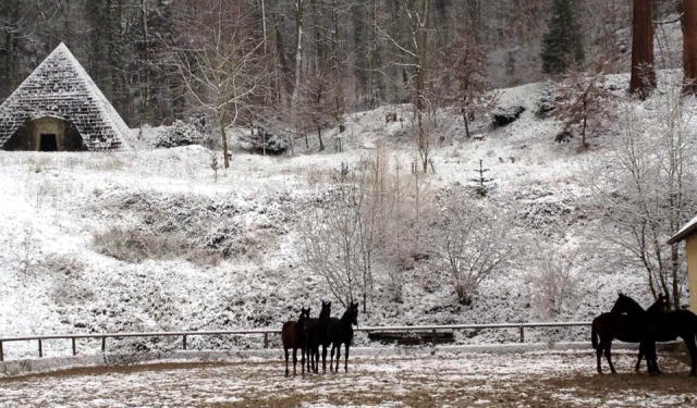 Die Jhrlingshengste im Gestt Hmelschenburg am 3. Januar 2016  -
Trakehner Gestt Hmelschenburg