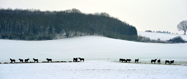 Die Hmelschenburger Zuchtstuten auf der Feldweide am 3. Januar 2016 -
Trakehner Gestt Hmelschenburg
