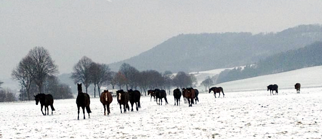 Die Hmelschenburger Zuchtstuten auf der Feldweide am 3. Januar 2016 -
Trakehner Gestt Hmelschenburg