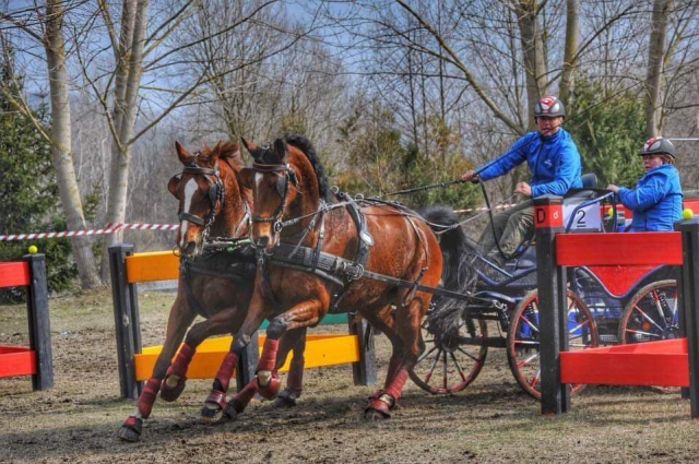 Shajan U v. Shavalou im Fahrsport der Kl. S erfolgreich