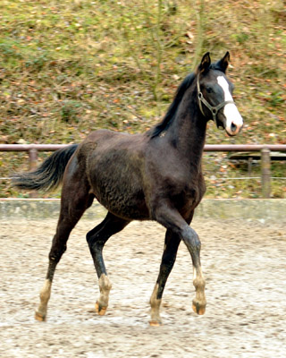 Greenwich Park - Hengstfohlen von Saint Cyr u.d. Pr. u. StPrSt. Grace Note v. Alter Fritz - Foto: Beate Langels - Trakehner Gestt Hmelschenburg