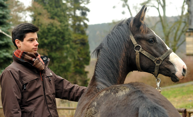 Greenwich Park - Hengstfohlen von Saint Cyr u.d. Pr. u. StPrSt. Grace Note v. Alter Fritz - Foto: Beate Langels - Trakehner Gestt Hmelschenburg