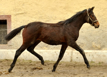 Hengstfohlen von Summertime u.d. Elitestute Schwalbenspiel v. Exclusiv - Gestt Hmelschenburg am 3. Mrz 2013, Foto: Beate Langels, Trakehner Gestt Hmelschenburg - Beate Langels