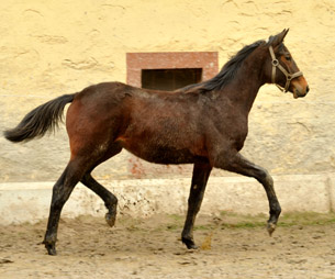 Hengstfohlen von Summertime u.d. Elitestute Schwalbenspiel v. Exclusiv - Gestt Hmelschenburg am 3. Mrz 2013, Foto: Beate Langels, Trakehner Gestt Hmelschenburg - Beate Langels