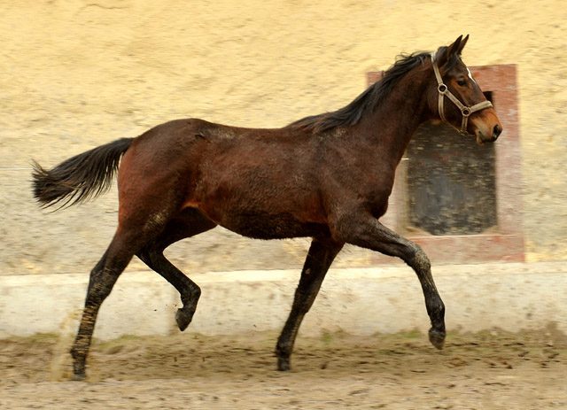 Hengstfohlen von Summertime u.d. Elitestute Schwalbenspiel v. Exclusiv - Gestt Hmelschenburg am 3. Mrz 2013, Foto: Beate Langels, Trakehner Gestt Hmelschenburg - Beate Langels