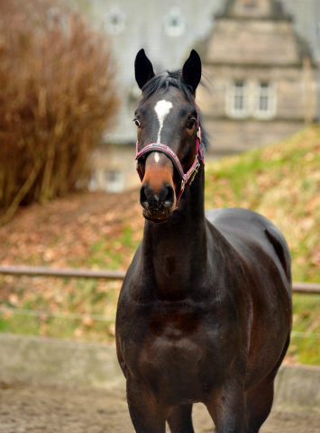 Valpiano von Exclusiv u.d. Vicenza v. Showmaster - Foto: Beate Langels, Trakehner Gestt Hmelschenburg