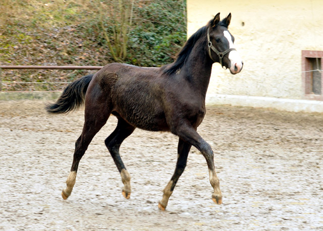 Greenwich Park - Hengstfohlen von Saint Cyr u.d. Pr. u. StPrSt. Grace Note v. Alter Fritz - Foto: Beate Langels - Trakehner Gestt Hmelschenburg