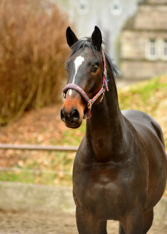 Valpiano von Exclusiv u.d. Vicenza v. Showmaster - Foto: Beate Langels, Trakehner Gestt Hmelschenburg