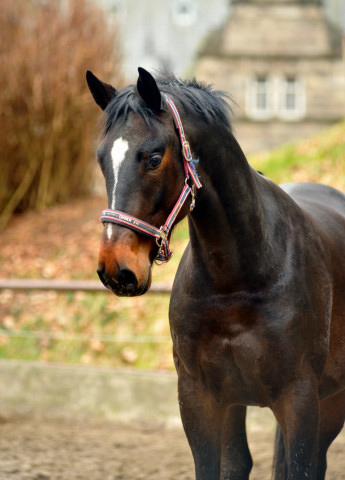 Valpiano von Exclusiv u.d. Vicenza v. Showmaster - Foto: Beate Langels, Trakehner Gestt Hmelschenburg