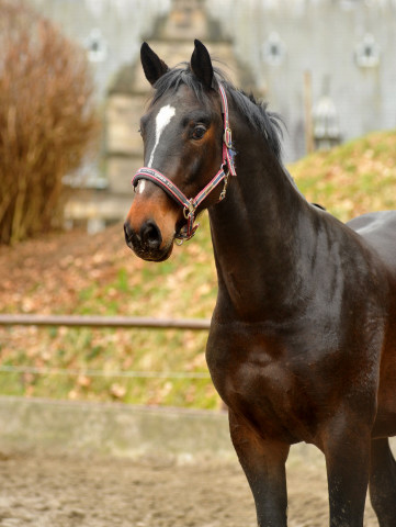 Valpiano von Exclusiv u.d. Vicenza v. Showmaster - Foto: Beate Langels, Trakehner Gestt Hmelschenburg