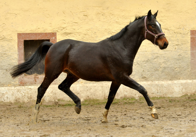 Valpiano von Exclusiv u.d. Vicenza v. Showmaster - Foto: Beate Langels, Trakehner Gestt Hmelschenburg
