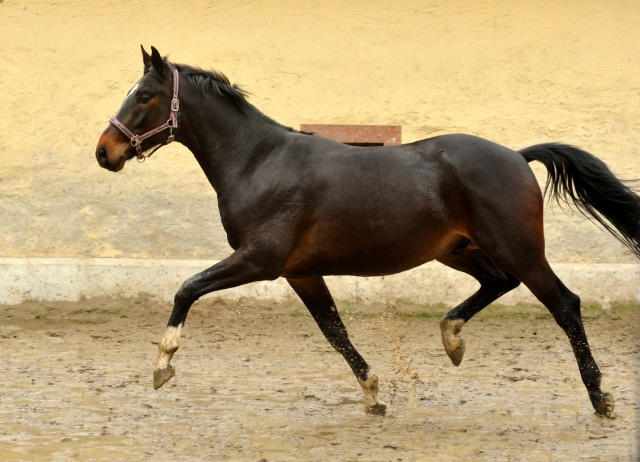 Valpiano von Exclusiv u.d. Vicenza v. Showmaster - Foto: Beate Langels, Trakehner Gestt Hmelschenburg