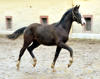 Greenwich Park - Hengstfohlen von Saint Cyr u.d. Pr. u. StPrSt. Grace Note v. Alter Fritz - Foto: Beate Langels - Trakehner Gestt Hmelschenburg