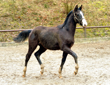 Greenwich Park - Hengstfohlen von Saint Cyr u.d. Pr. u. StPrSt. Grace Note v. Alter Fritz - Foto: Beate Langels - Trakehner Gestt Hmelschenburg