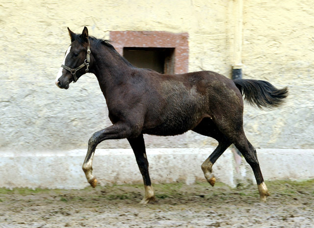 Greenwich Park - Hengstfohlen von Saint Cyr u.d. Pr. u. StPrSt. Grace Note v. Alter Fritz - Foto: Beate Langels - Trakehner Gestt Hmelschenburg