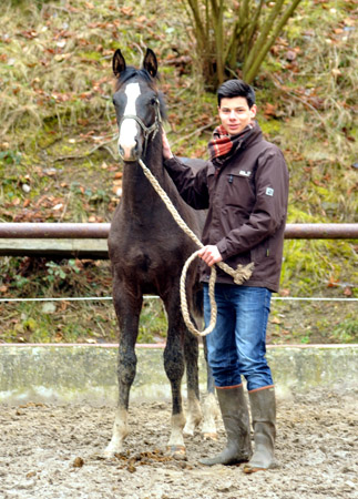 Greenwich Park - Hengstfohlen von Saint Cyr u.d. Pr. u. StPrSt. Grace Note v. Alter Fritz - Foto: Beate Langels - Trakehner Gestt Hmelschenburg