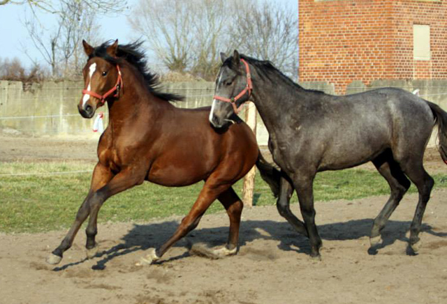 Ulrike Sahm fotografierte unseren noch nicht 2jhrigen Hengst von Saint Cyr u.d. Hannah v. Summertime - Gestt Schplitz - Anfang Mrz 2014 - Foto: Trakehner Gestt Hmelschenburg- Beate Langels