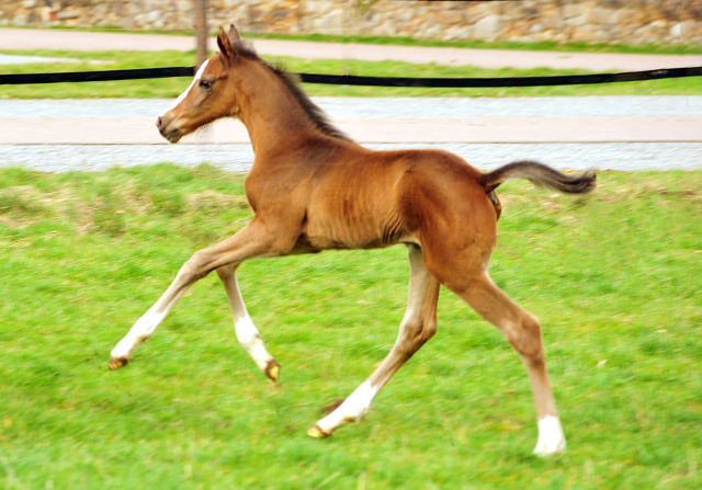 Hengstfohlen von High Motion u.d. Pr.u.StPrSt. Vittoria v. Exclusiv - Trakehner Gestt Hmelschenburg - Foto: Beate Langels