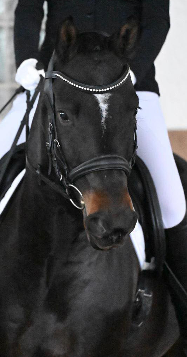 Hengst v. Saint Cyr u.d. Pr.St. Schwalbenland by Touch my Heart - Foto: Osteo Dressage