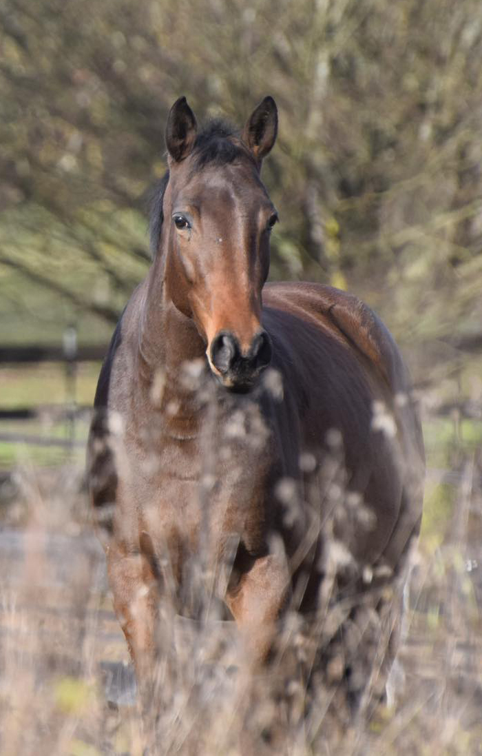 Trakehner Stute Gabbalina v. Zauberdeyk x High Motion - Gest�t H�melschenburg - Beate Langels