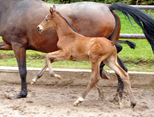 Stutfohlen von Touch my Heart u.d. Schwalbenlicht v. Imperio - Trakehner Gestt Hmelschenburg - Beate Langels