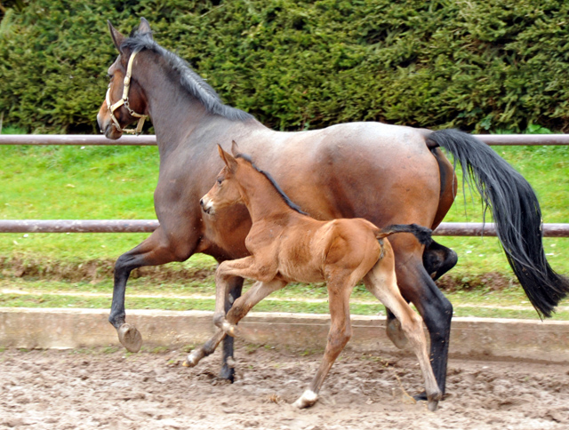 Stutfohlen von Touch my Heart u.d. Schwalbenlicht v. Imperio - Trakehner Gestt Hmelschenburg - Beate Langels