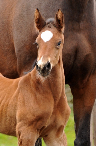 Stutfohlen von Touch my Heart u.d. Pr.u.StPrSt. Schwalbenlicht v. Imperio, Trakehner Gestt Hmelschenburg, Foto: Gutmann