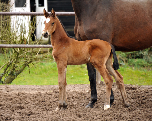 Stutfohlen von Touch my Heart u.d. Schwalbenlicht v. Imperio - Trakehner Gestt Hmelschenburg - Beate Langels