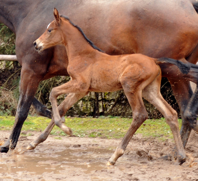 Stutfohlen von Touch my Heart u.d. Schwalbenlicht v. Imperio - Trakehner Gestt Hmelschenburg - Beate Langels