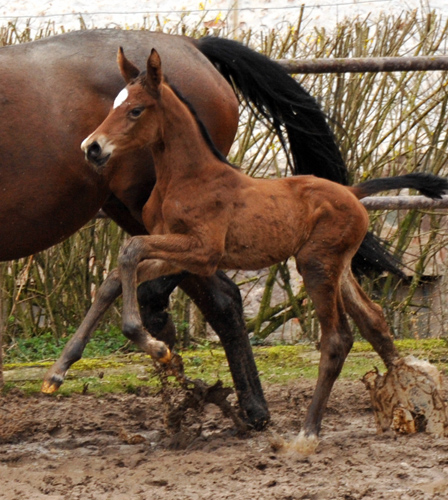 Stutfohlen von Touch my Heart u.d. Schwalbenlicht v. Imperio - Trakehner Gestt Hmelschenburg - Beate Langels