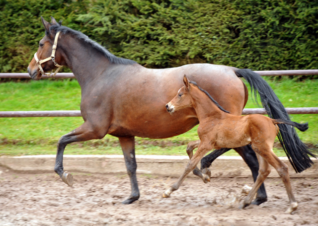 Stutfohlen von Touch my Heart u.d. Schwalbenlicht v. Imperio - Trakehner Gestt Hmelschenburg - Beate Langels