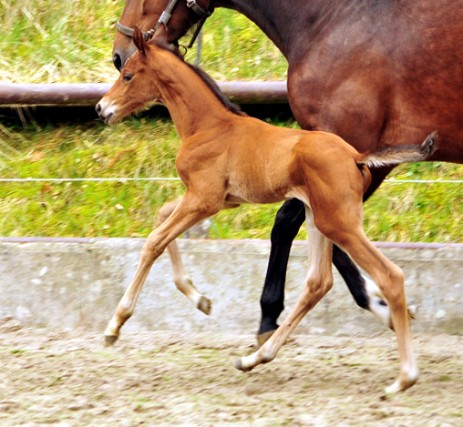 Trakehner Hengstfohlen von High Motion u.d. Pr.St. Karida v. Oliver Twist - Trakehner Gestt Hmelschenburg - Beate Langels