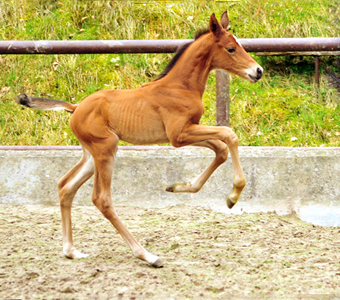 Trakehner Hengstfohlen von High Motion u.d. Pr.St. Karida v. Oliver Twist - Trakehner Gestt Hmelschenburg - Beate Langels