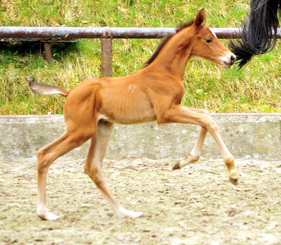 Trakehner Hengstfohlen von High Motion u.d. Pr.St. Karida v. Oliver Twist - Trakehner Gestt Hmelschenburg - Beate Langels
