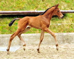 April 2017- Foto: Beate Langels - Trakehner Gestt Hmelschenburg