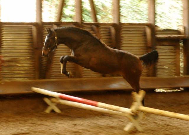 Stutfohlen von Totilas u.d. Trakehner Prmien- u. Staatsprmienstute Schwalbenfeder v. Summertime, Foto: Beate Langels, Trakehner Gestt Hmelschenburg