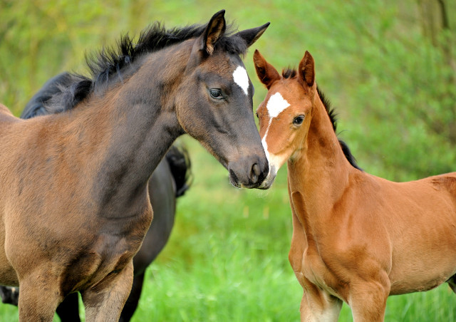 Hengstfohlen von Saint Cyr x Greta Garbo und Hengstfohlen von Saint Cyr x Karena im Gestt Hmelschenburg - Foto: Beate Langels