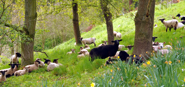 Gestt Hmelschenburg am 3. Mai 2016
