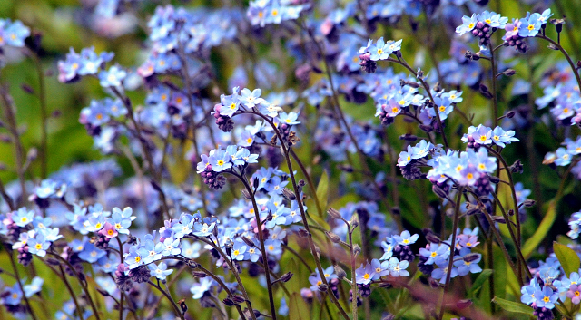 Gestt Hmelschenburg am 3. Mai 2016