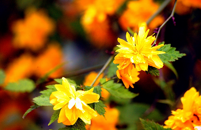 Gestt Hmelschenburg am 2. Mai 2016