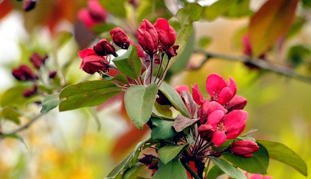 Gestt Hmelschenburg am 2. Mai 2016