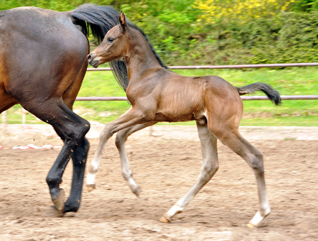 Stutfohlen von Saint Cyr u.d. Kaiserspiel v. Exclusiv - Gestt Hmelschenburg am 3. Mai 2016