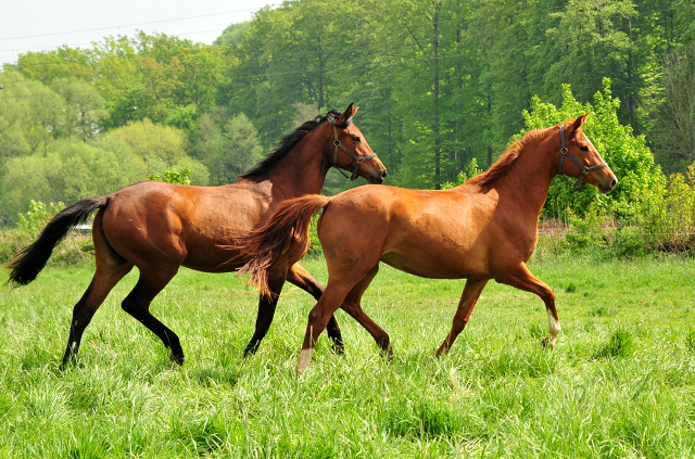 Schwalbe's Beauty v. High Motion x Imperio - Trakehner Gestt Hmelschenburg - Foto: Beate Langels