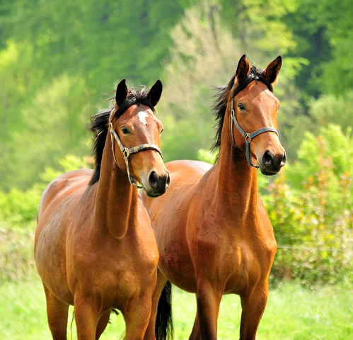 Schwalbe's Beauty v. High Motion x Imperio - Trakehner Gestt Hmelschenburg - Foto: Beate Langels