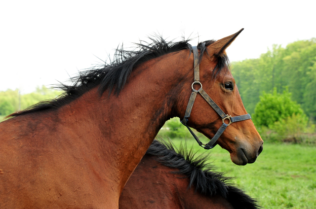 Schwalbe's Beauty v. High Motion x Imperio - Trakehner Gestt Hmelschenburg - Foto: Beate Langels