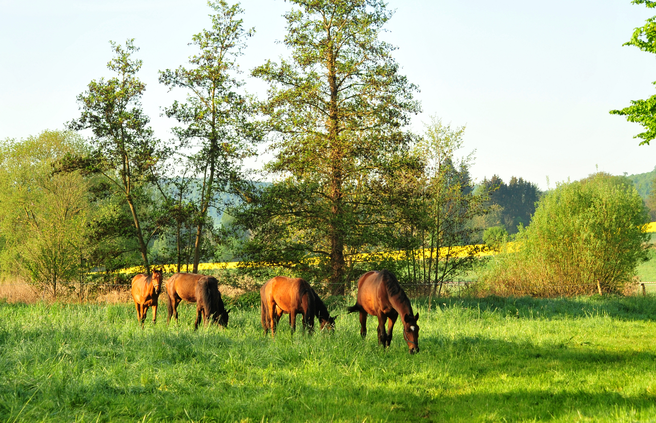 Die Jhrlingshengste in Begleitung von Schwalbenland - 1.Mai 2025 - Trakehner Gestt Hmelschenburg