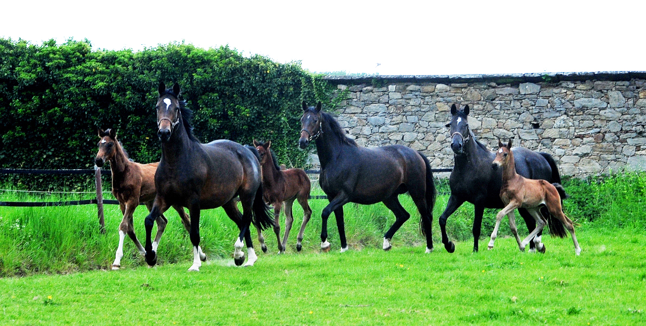 Gabbana, Schwalbenflocke und Guccia mit ihren Fohlen am 3. Mai 2025 - Trakehner Gestt Hmelschenburg